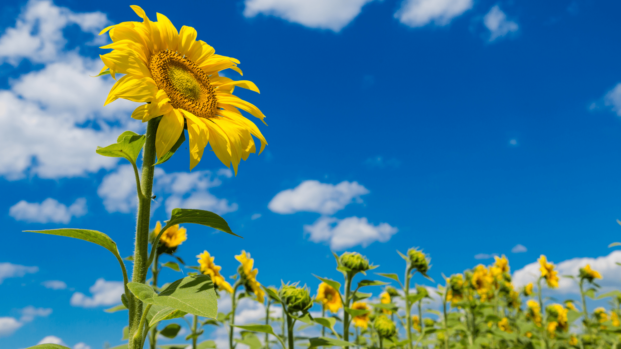 sunflower facing the sky