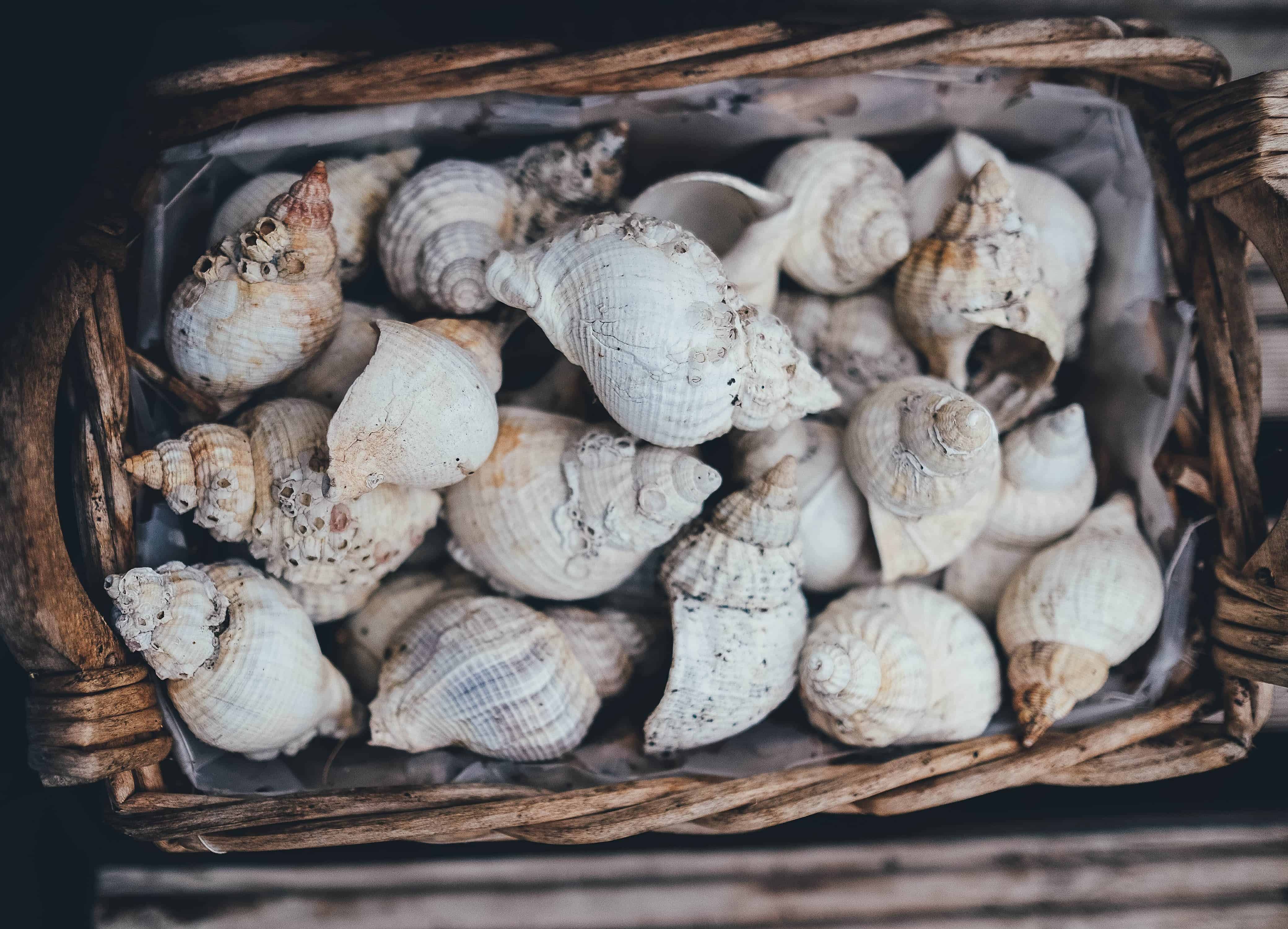 basket of seashells