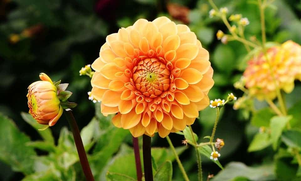 Closeup of orange dahlia flower in a garden.